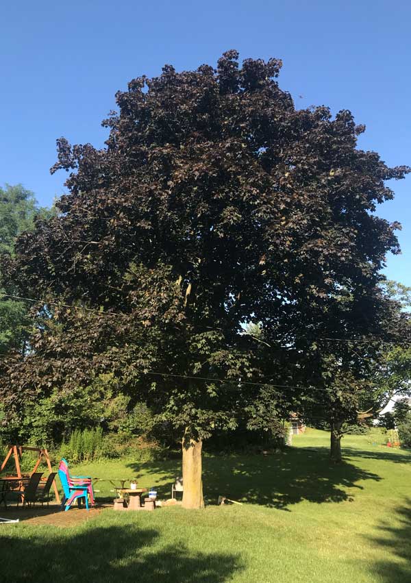 Red Maple In My Yard